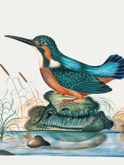 Common Kingfisher natural history cabinet. poster