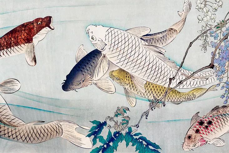 Six carp swimming beneath wisteria. poster — illustration art