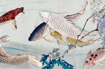 Six carp swimming beneath wisteria. poster
