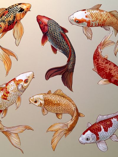 Koi Fish Illustration Poster.