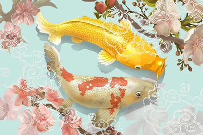 Two Japanese Koi fish swimming.