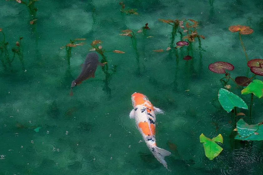 Desktop wallpaper Koi fish, aesthetic. poster — photography art