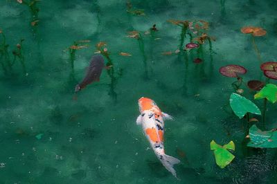 Desktop wallpaper Koi fish, aesthetic. poster print