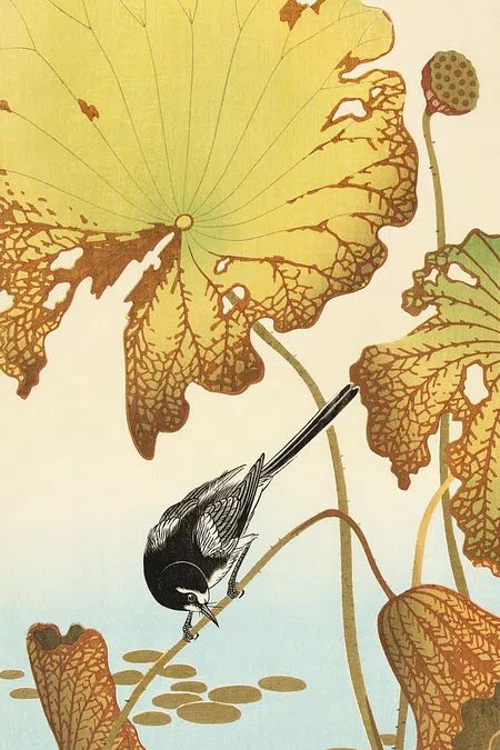 Japanese wagtail lotus plant. poster detail