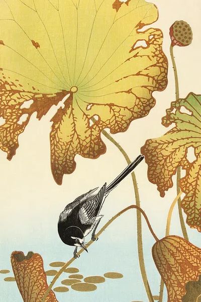 Japanese wagtail lotus plant.