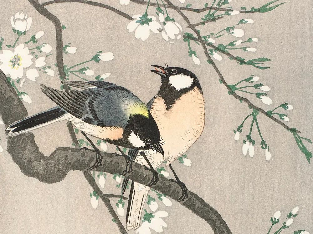Tits Cherry Branch (1900–1910) Ohara. poster — fine-art art