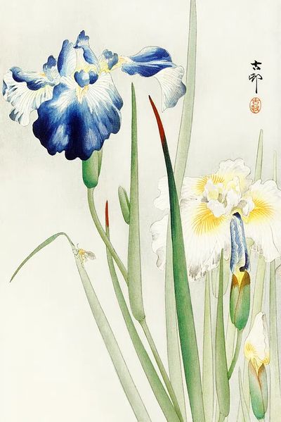 Irises (1900 - 1936) Ohara.