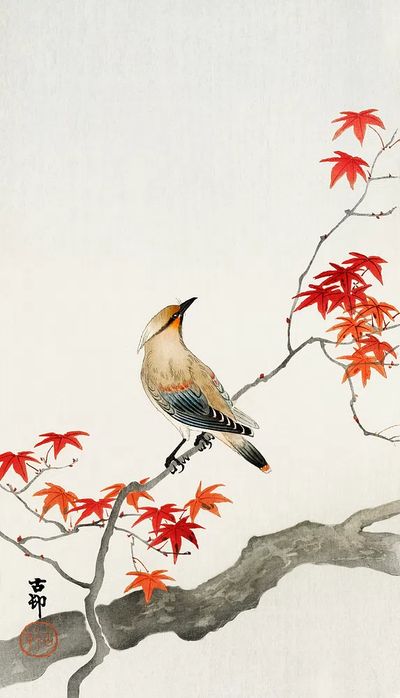 Japanese plague bird maple.