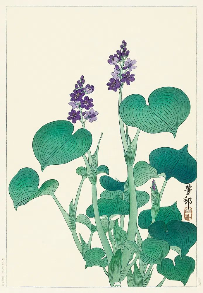 Blooming hosta (1920 - 1930). poster detail