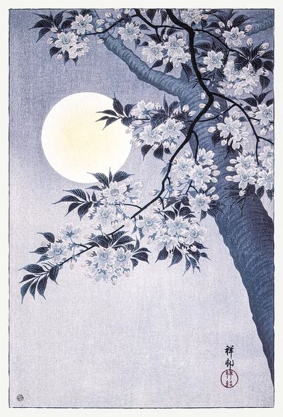 Blossoming Cherry Moonlit Night.