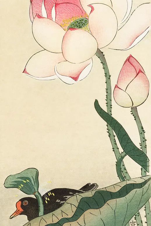 Gallinule Lotus Flowers. poster — fine-art art