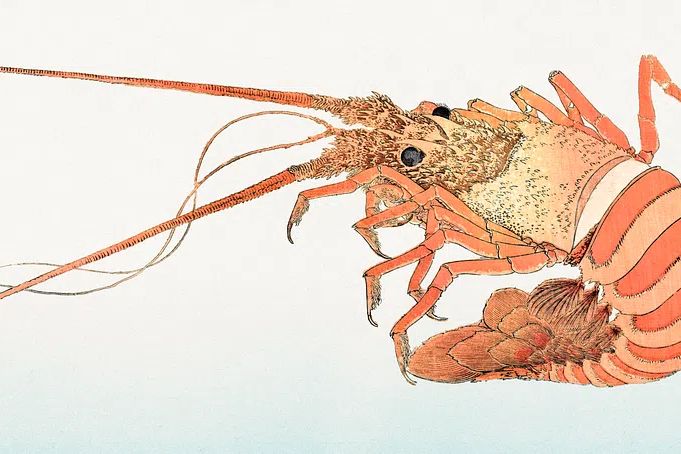 Detailed Lobster Illustration Poster. poster detail