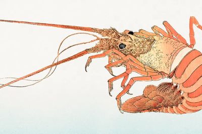 Detailed Lobster Illustration Poster. poster print