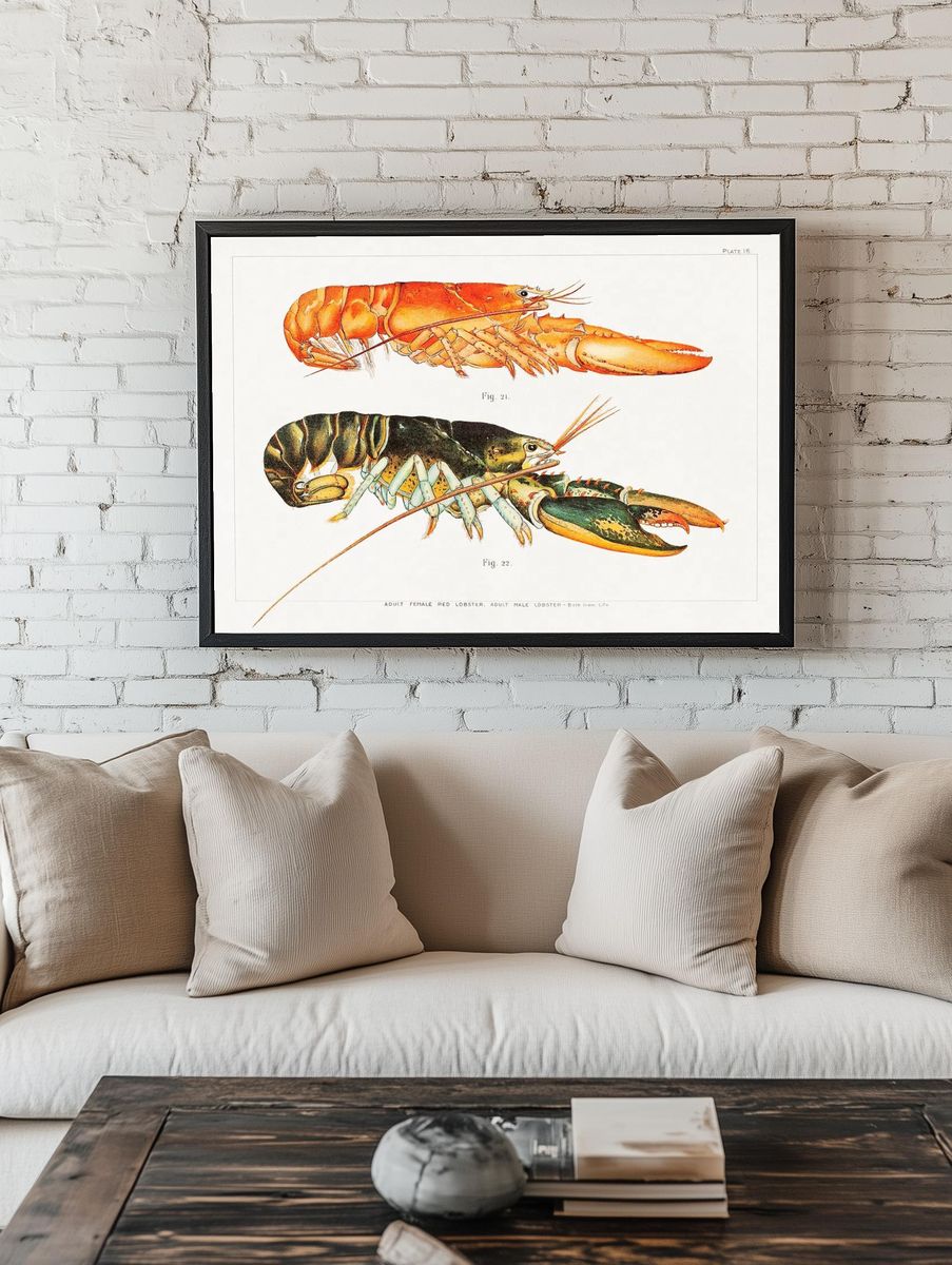 Vintage Lobster Study Print room preview