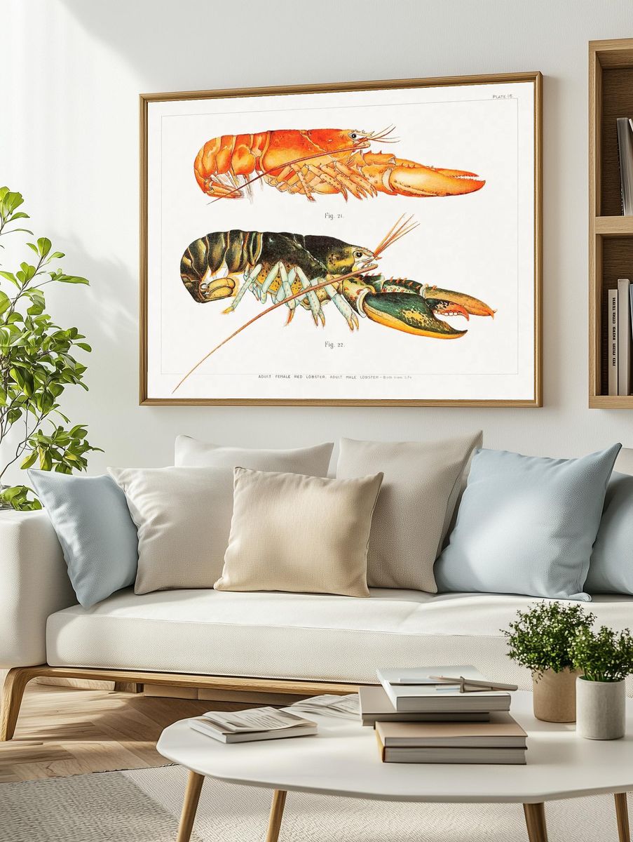 Vintage Lobster Study Print. — room view 2