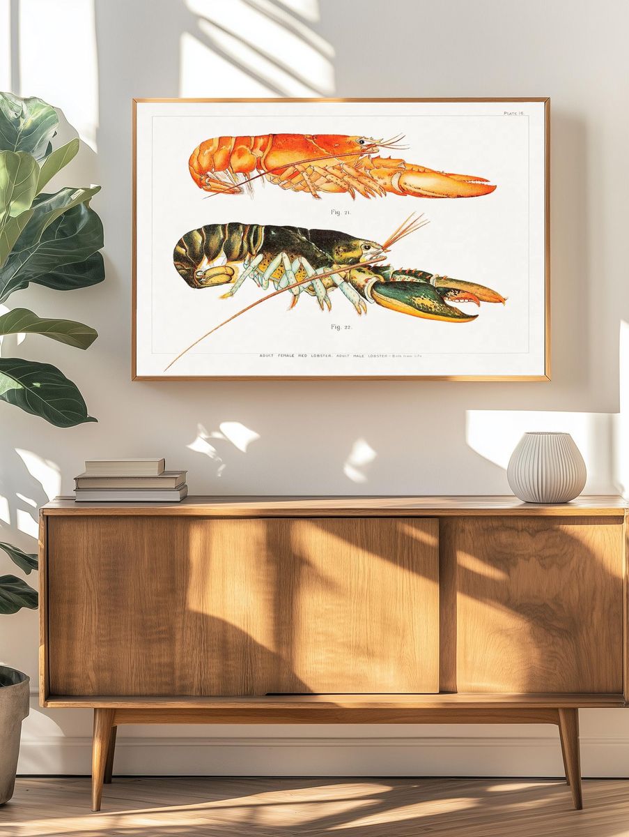 Vintage Lobster Study Print. — room view 3