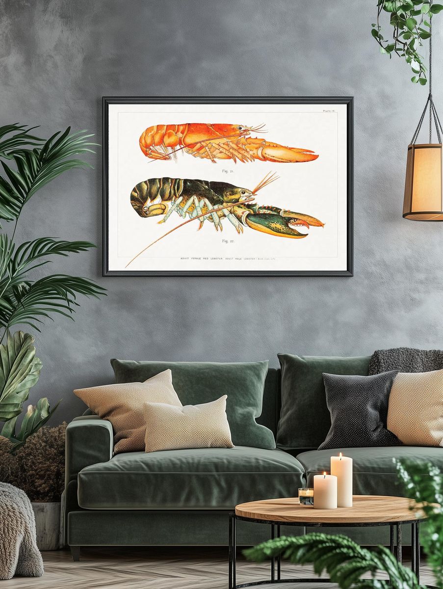 Vintage Lobster Study Print. — room view 4