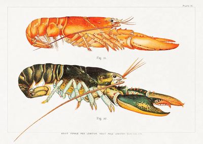 Vintage Lobster Study Print. poster