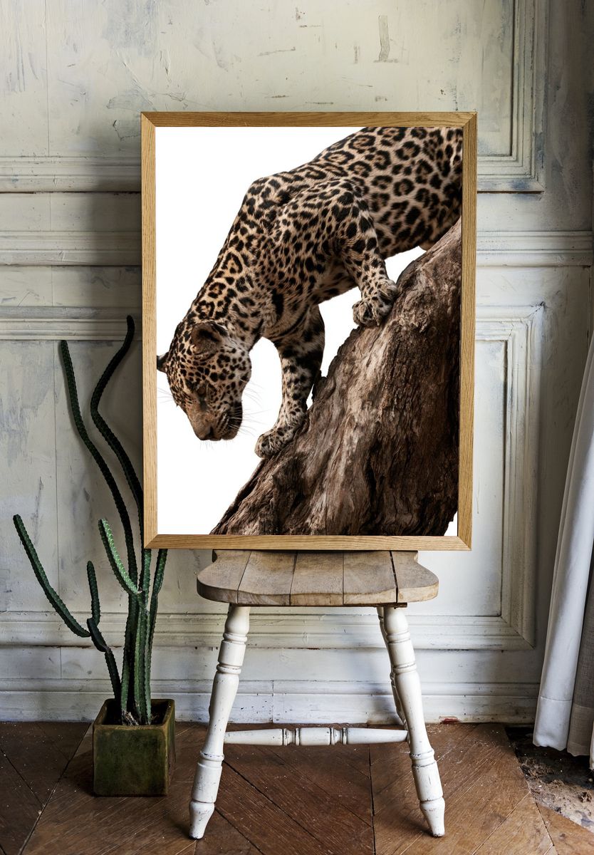 Leopard on Tree Trunk Photography Poster. room preview