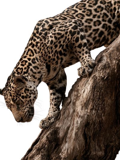 Leopard on Tree Trunk Photography Poster.