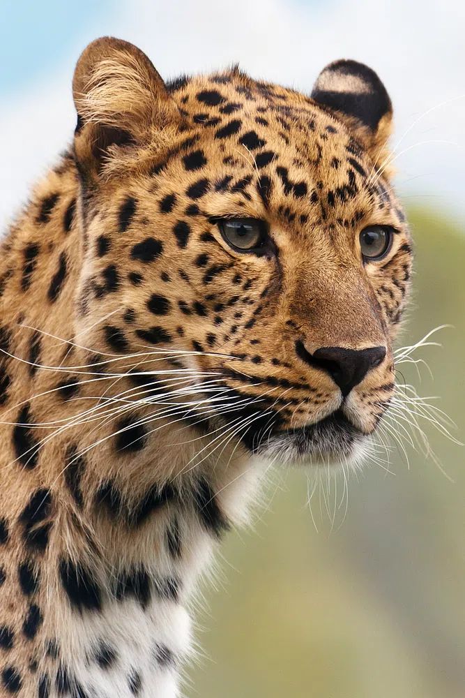 Leopard. poster detail