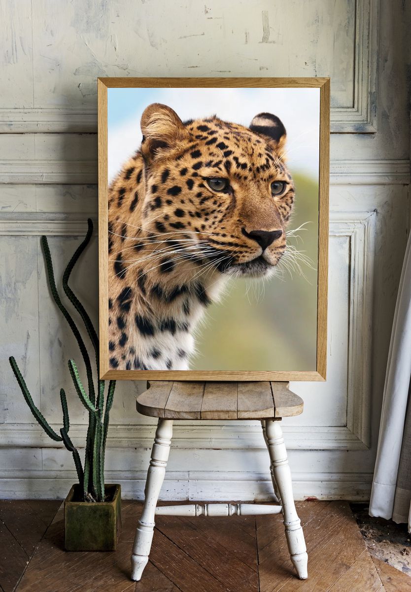 Leopard. — room view 1