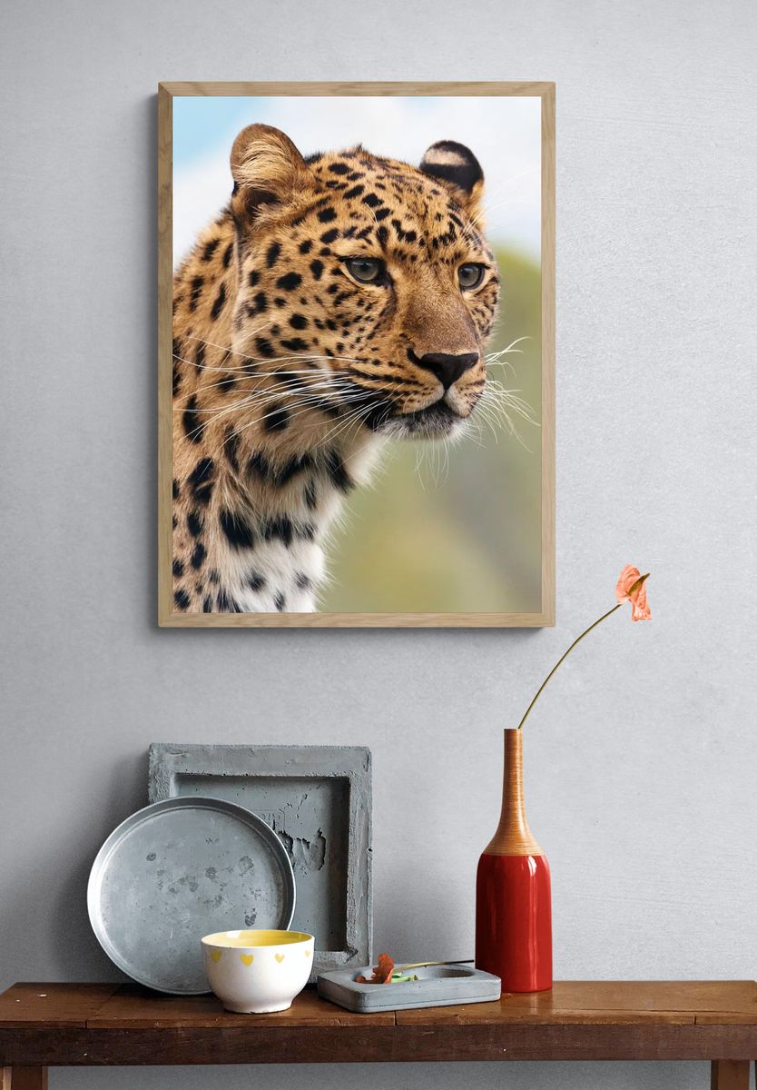 Leopard. — room view 3