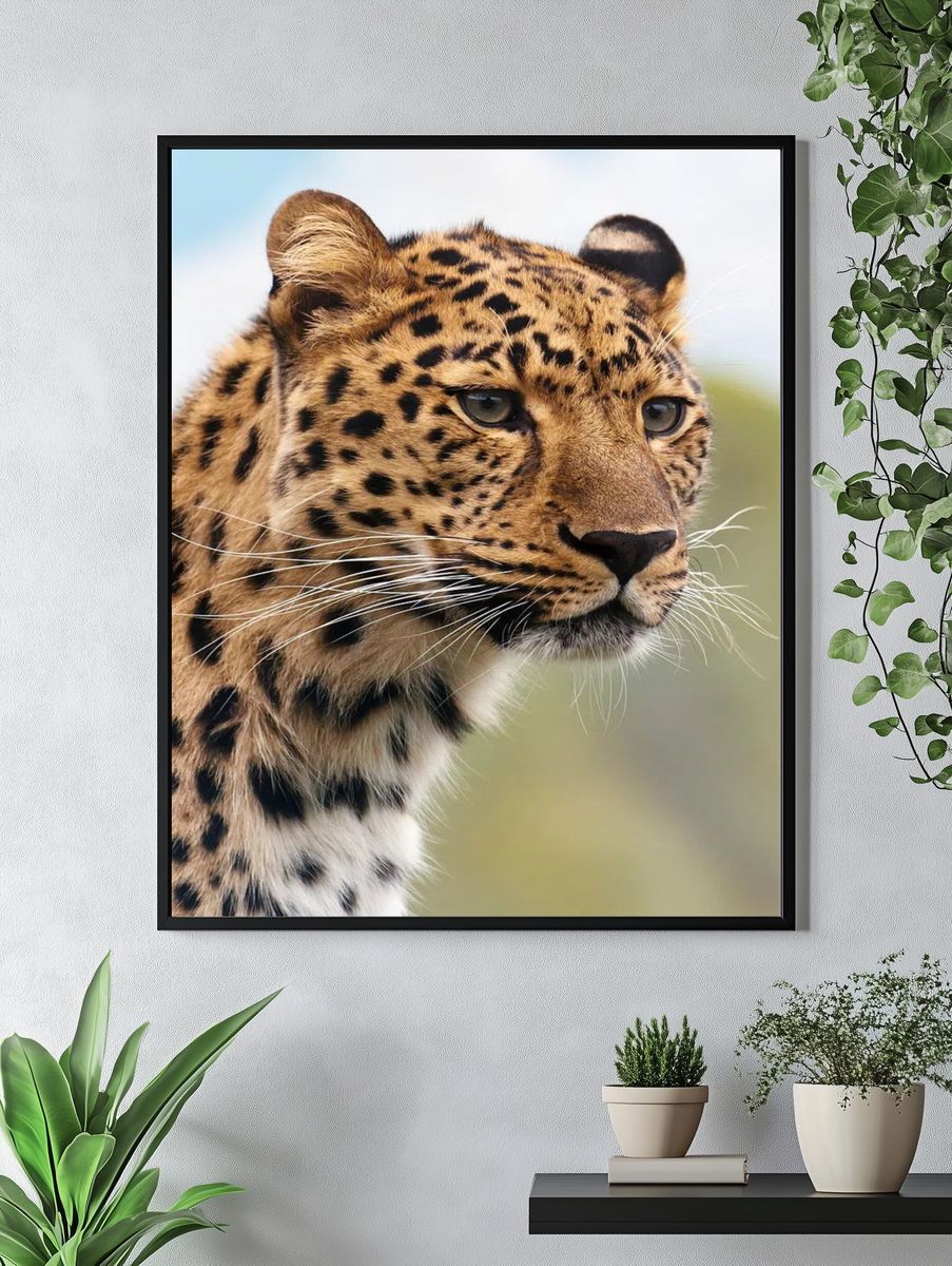 Leopard. — room view 4