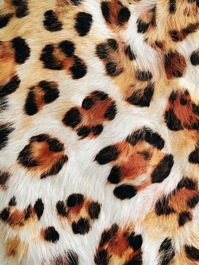 Leopard Fur Texture Photography Poster.