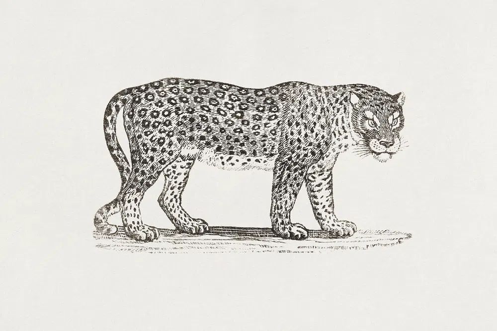 Leopard Engraving Print. poster detail