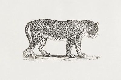 Leopard Engraving Print. poster
