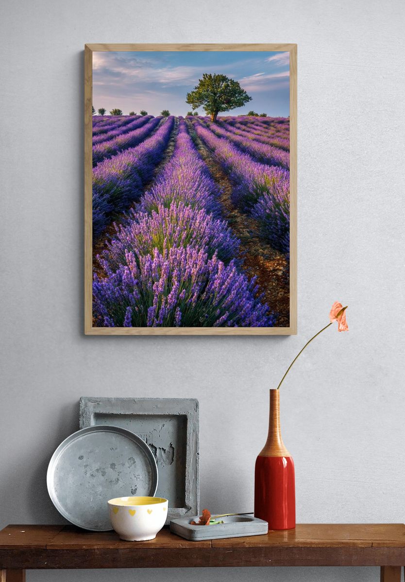 Lavender Field Landscape Poster. — room view 3