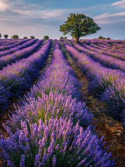 Lavender Field Landscape Poster
