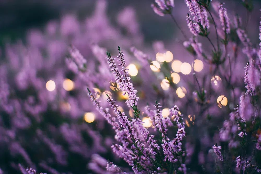 large patch lavender flowers bokeh. poster — photography art