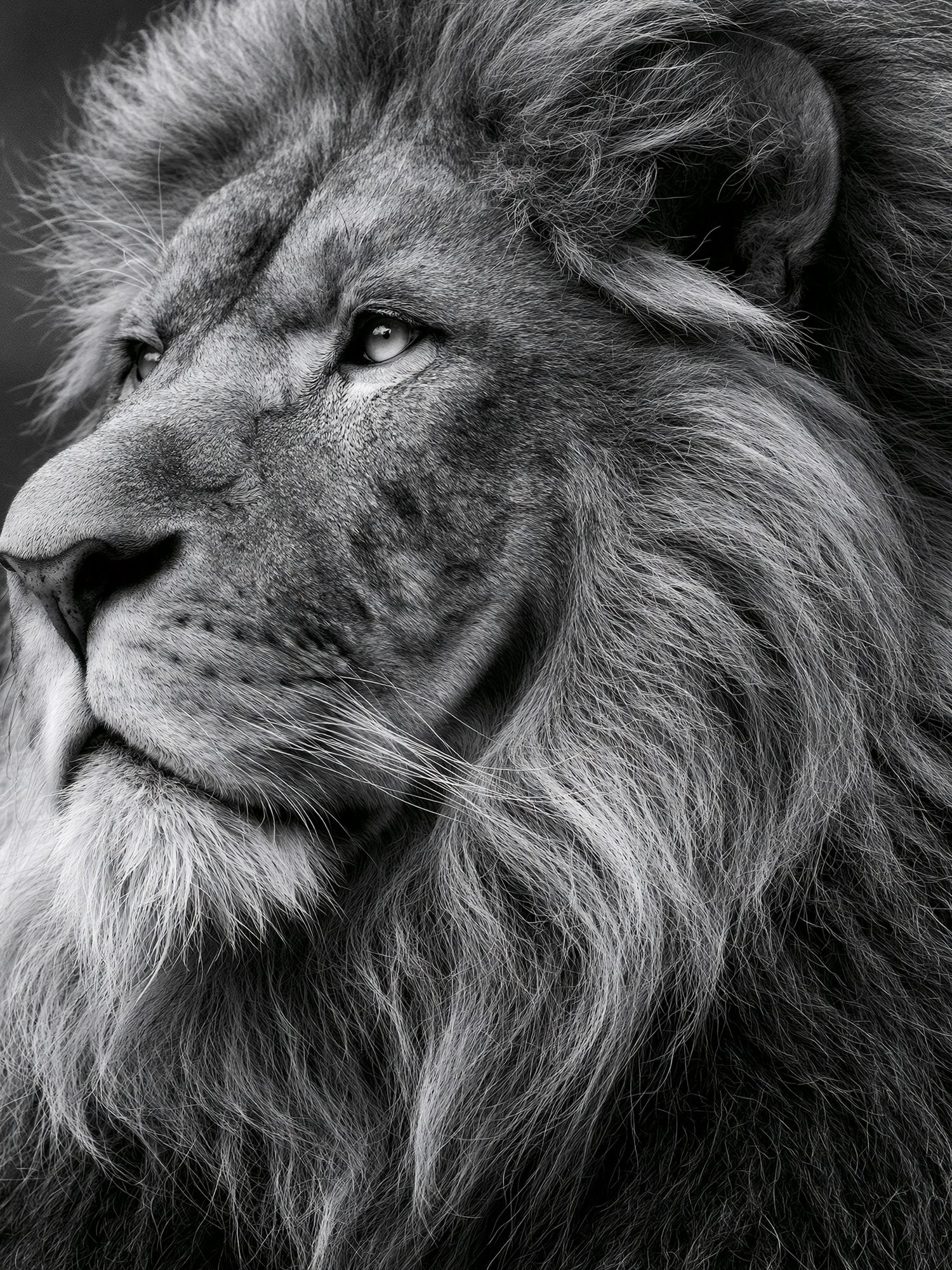 Majestic Lion Portrait Print. poster detail