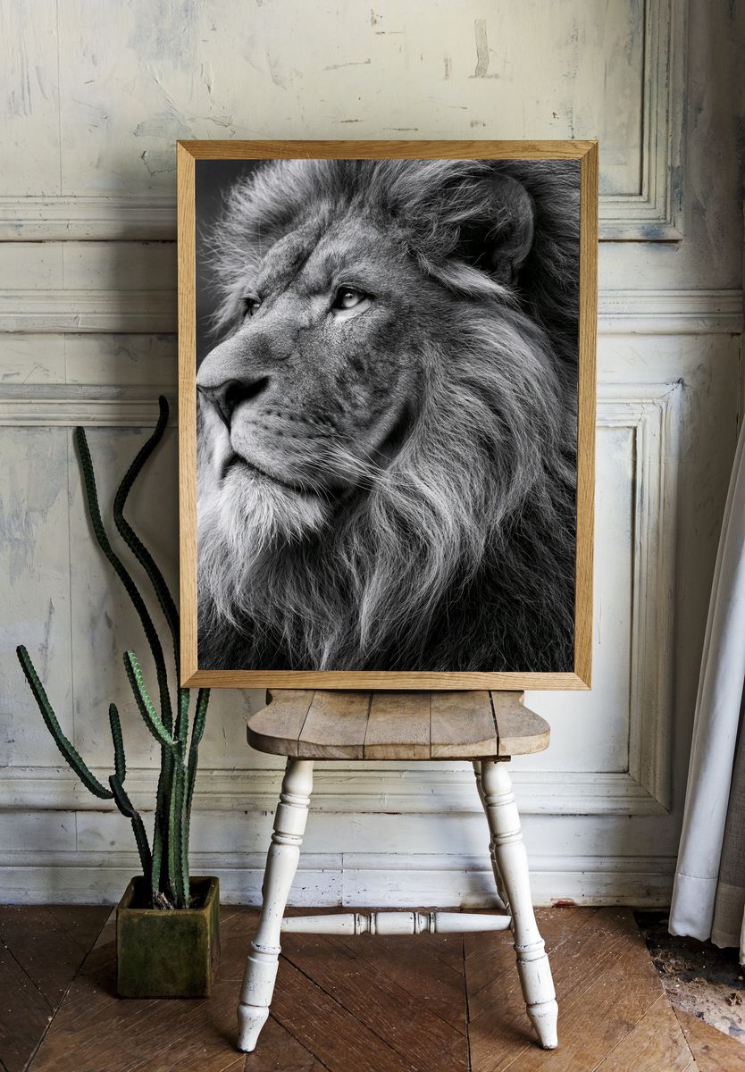Majestic Lion Portrait Print. room preview