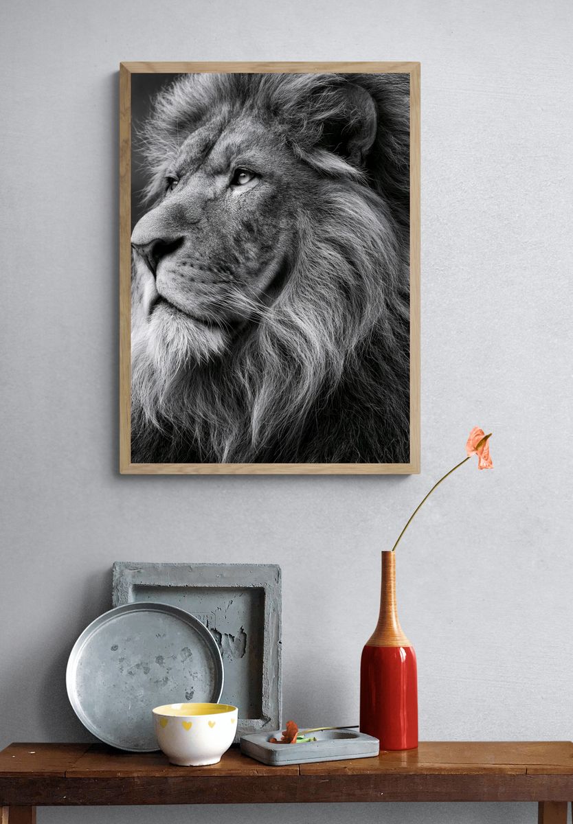 Majestic Lion Portrait Print. — room view 3
