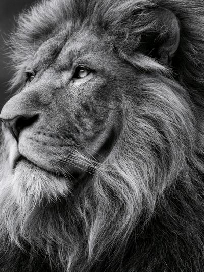 Majestic Lion Portrait Print.