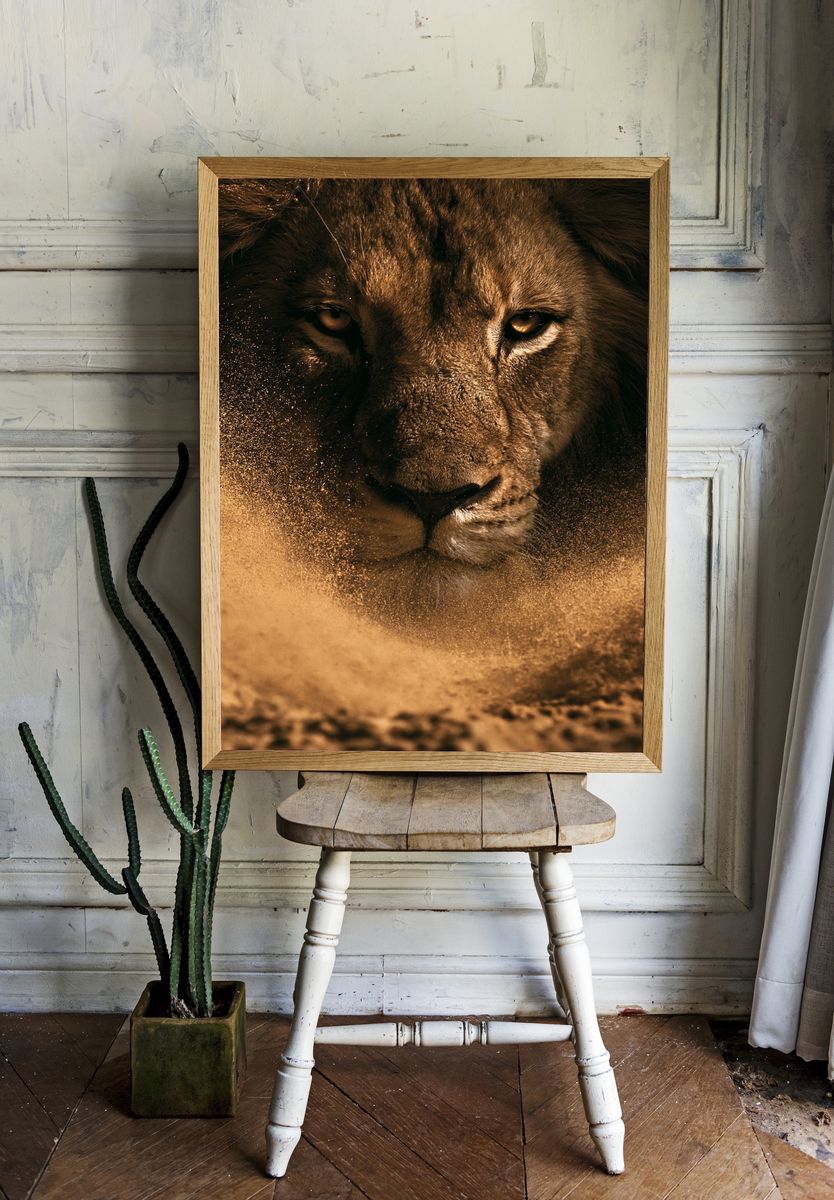 Lion Portrait Photography Poster. room preview