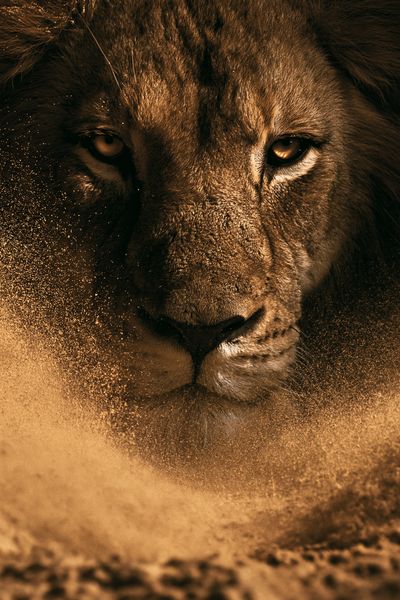 Lion Portrait Photography Poster. poster
