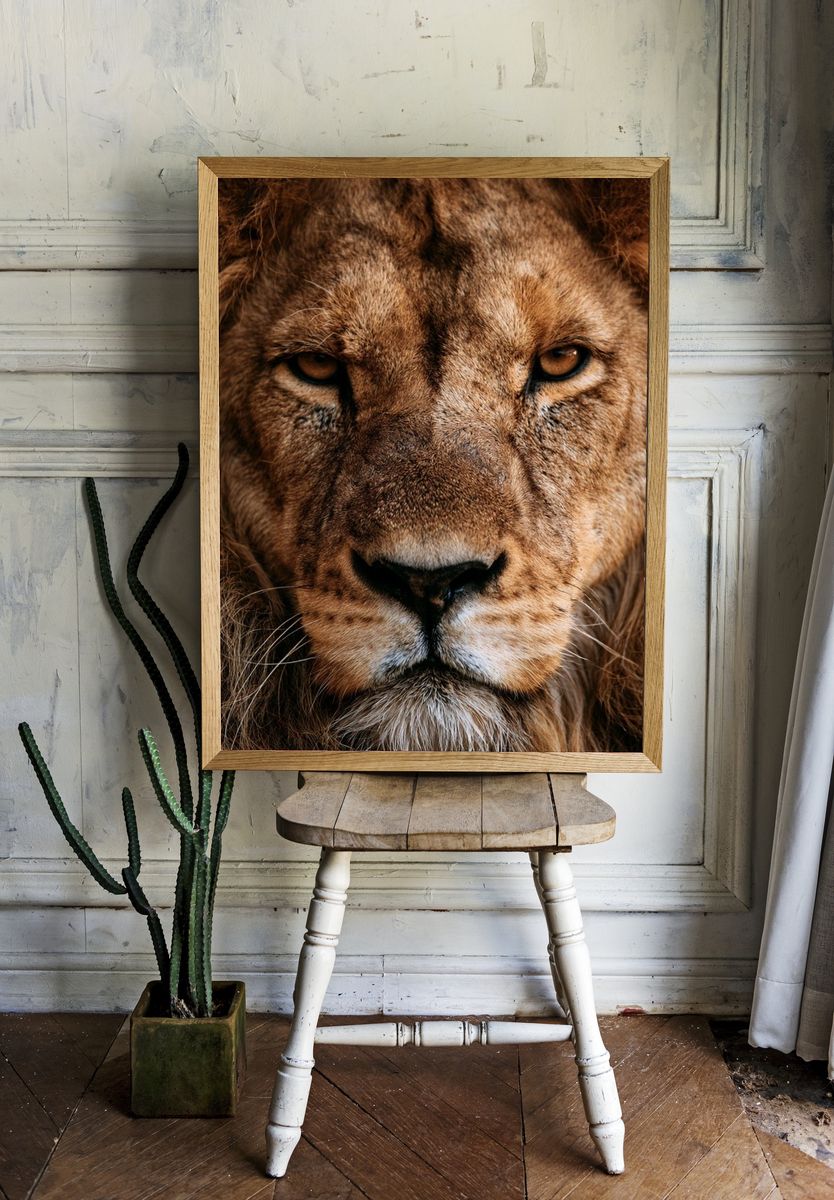 Lion Portrait Photography Poster. room preview