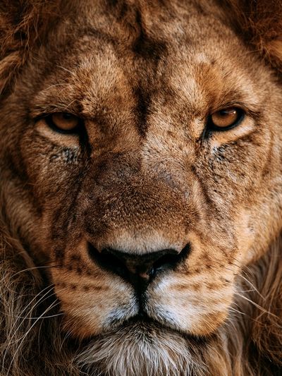 Lion Portrait Photography Poster. poster