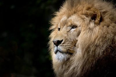 Free male lion background, wildlife.