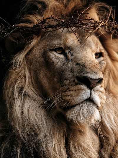 Majestic Lion Portrait Print. poster