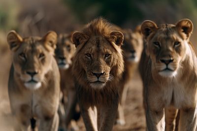 Lion Pride Wildlife Photography Poster. poster
