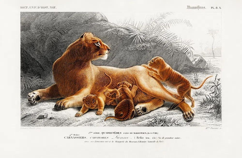 Fails Leo illustrated Charles Dessalines. poster — animals art