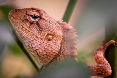 Lizard Close-Up Photography Poster. poster print