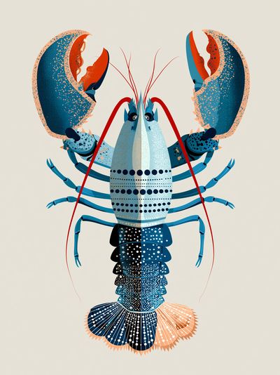 Blue Lobster Illustration Poster.