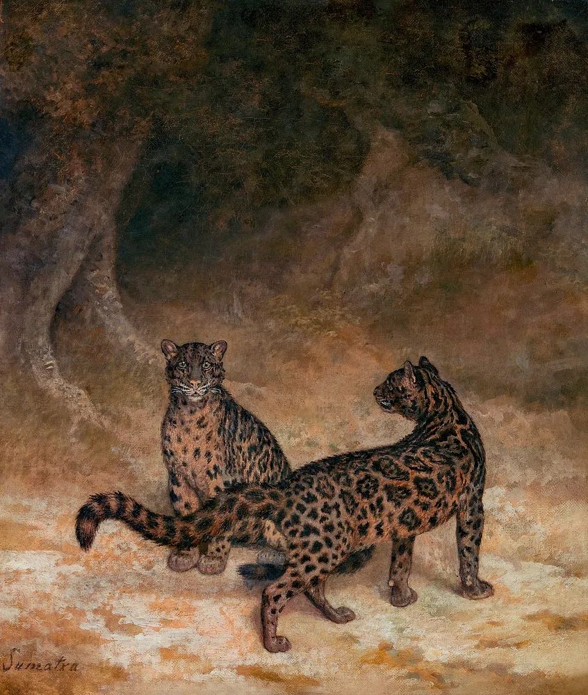 Clouded Leopards (ca. 1825) painting. poster — fine-art art
