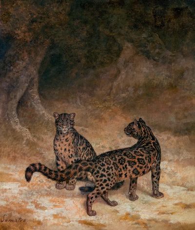 Clouded Leopards (ca. 1825) painting.
